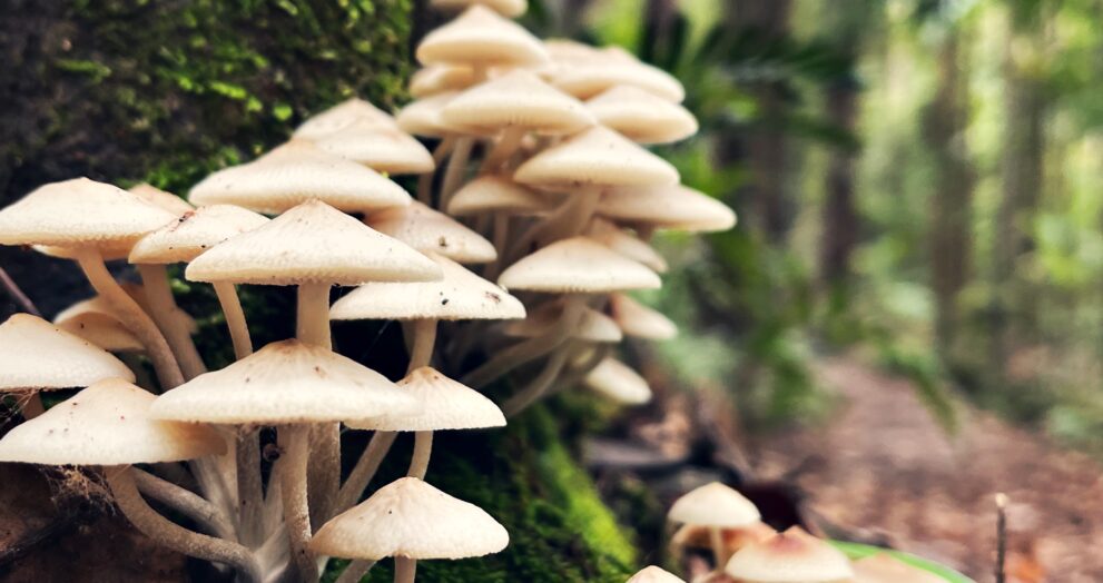 Do mushrooms have superpowers Here's what the science says