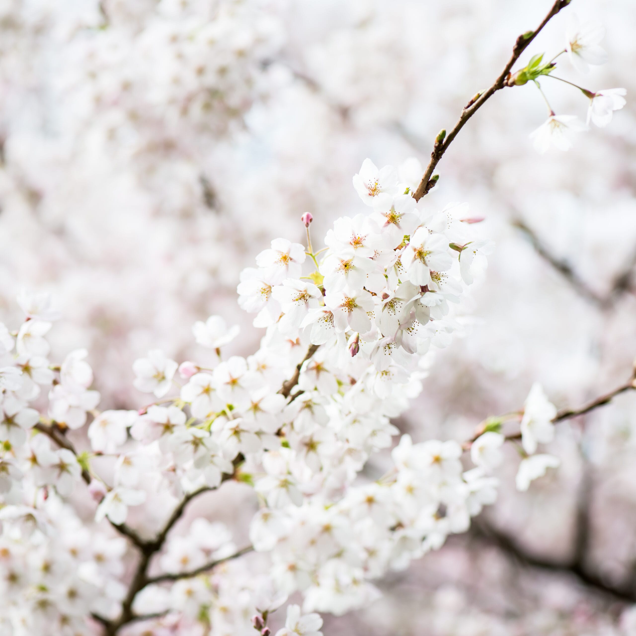 Kanagawa Prefecture Air Quality